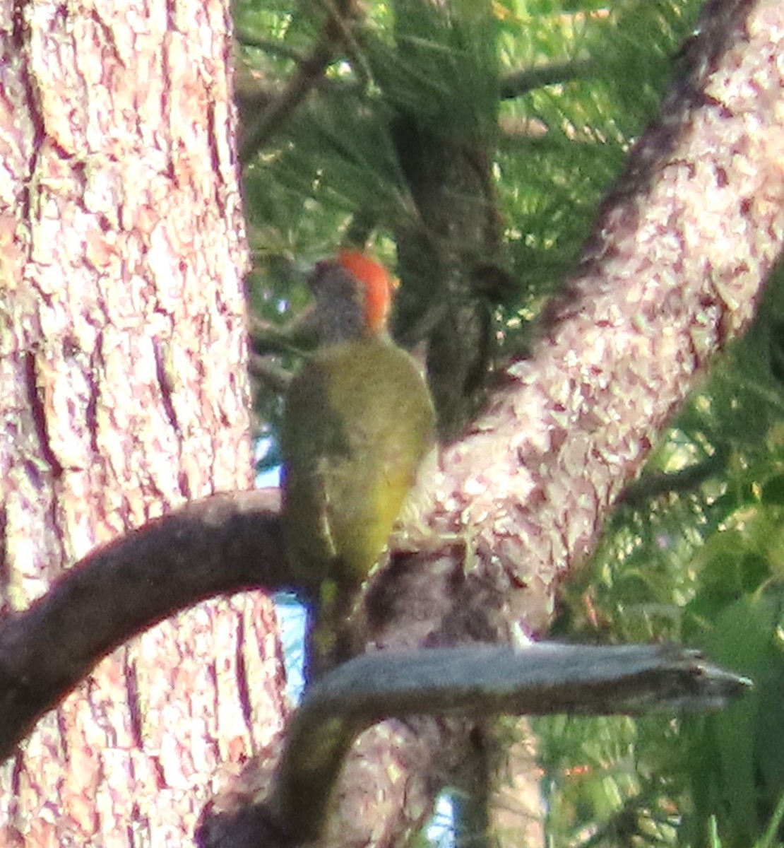 Iberian Green Woodpecker - ML638351434