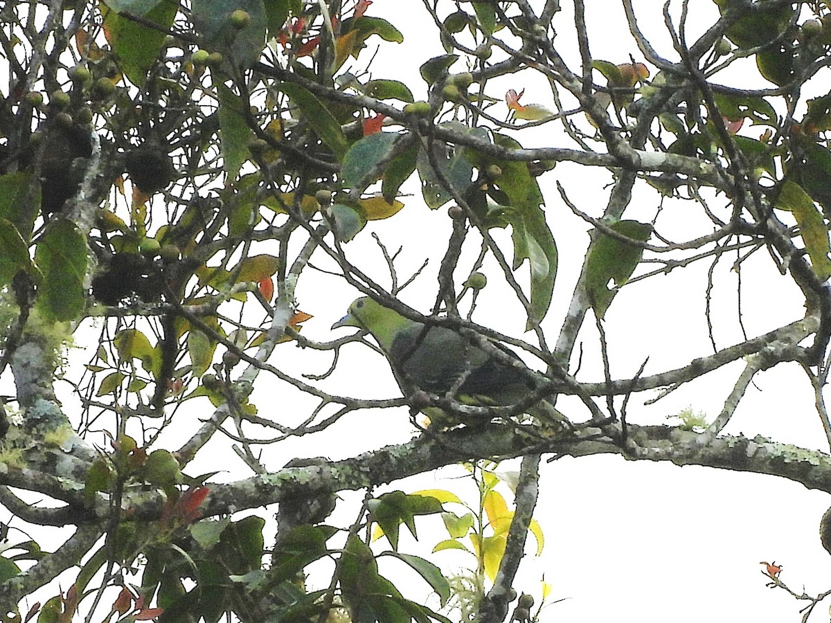 Wedge-tailed Green-Pigeon - ML638351439