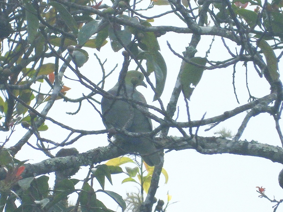 Wedge-tailed Green-Pigeon - ML638351440