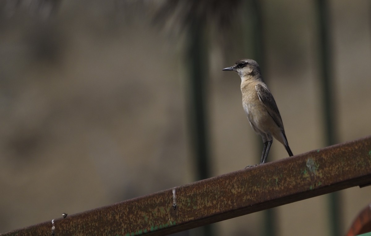 Buff-breasted Wheatear - ML638351442