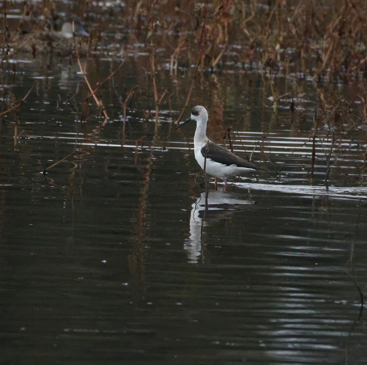 Pied Stilt - ML638351452
