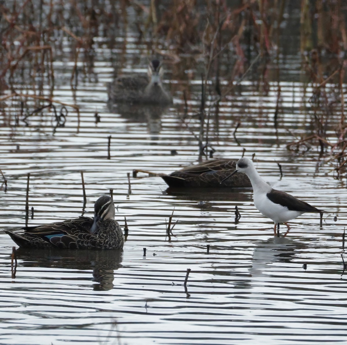 Pied Stilt - ML638351453