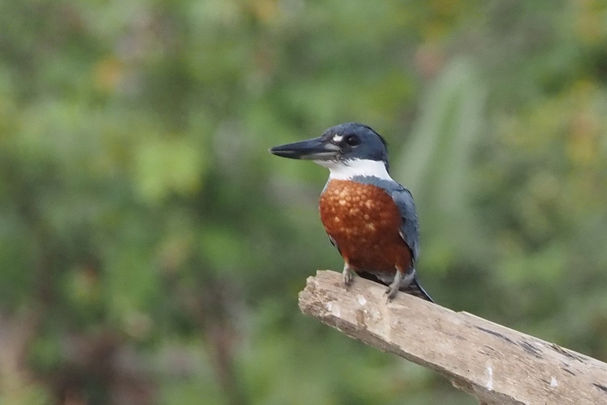 Ringed Kingfisher - ML638351455