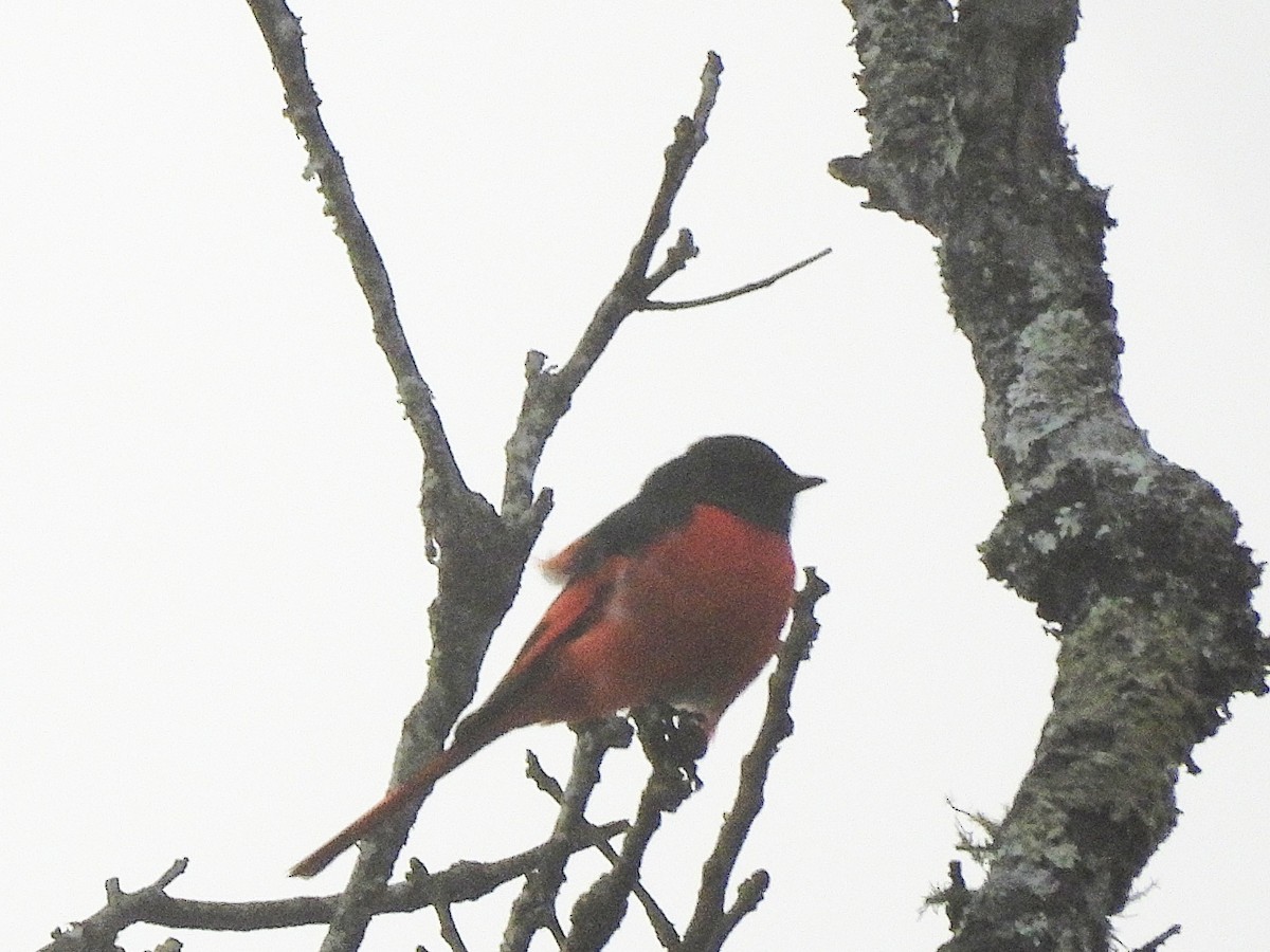 Short-billed Minivet - ML638351460