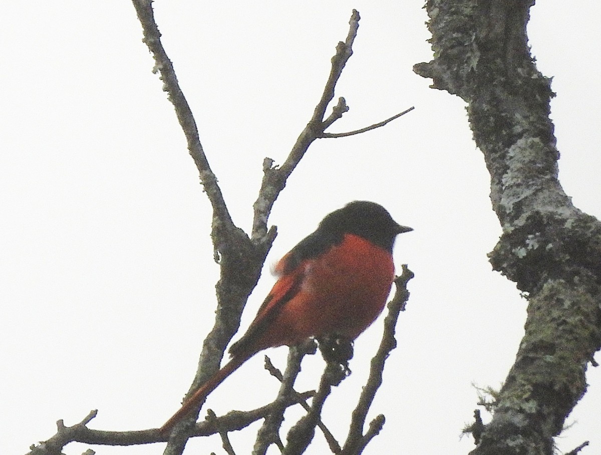 Short-billed Minivet - ML638351461