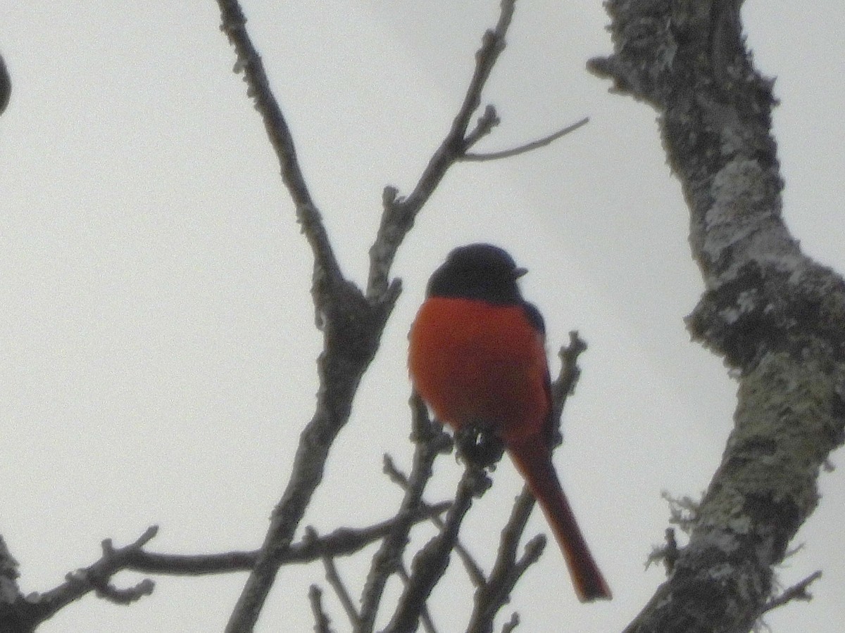 Short-billed Minivet - ML638351462