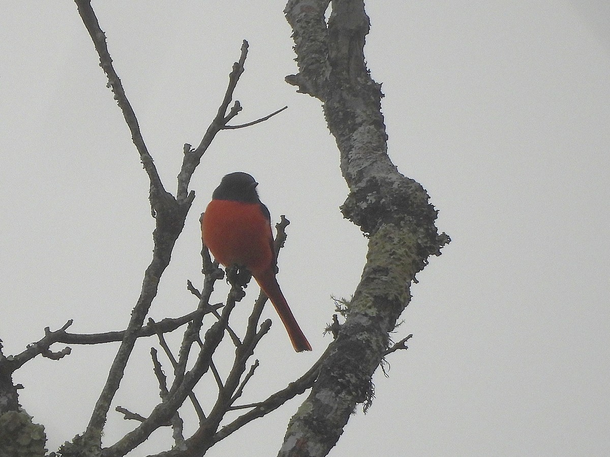 Short-billed Minivet - ML638351463