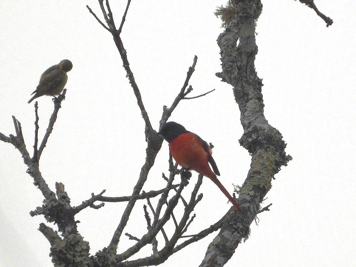 Short-billed Minivet - ML638351464