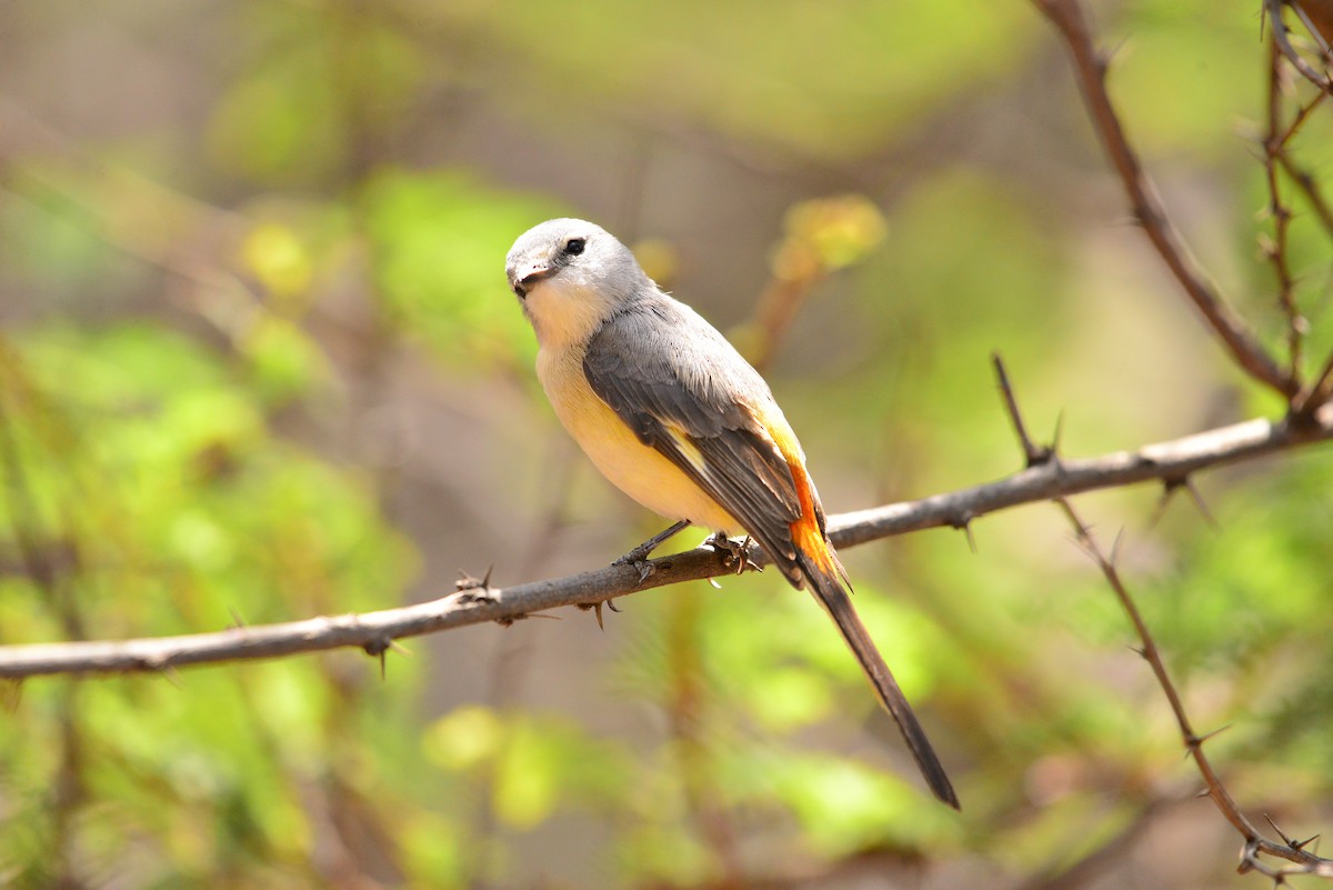 Small Minivet - ML638351468