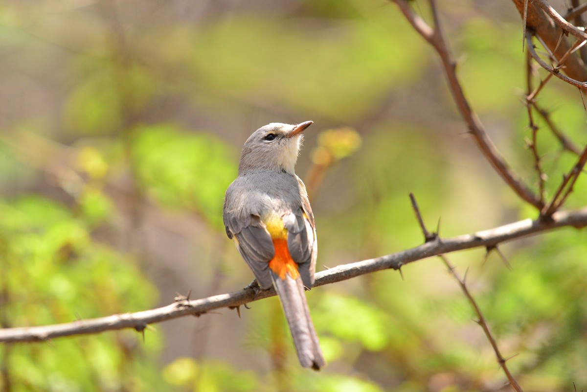 Small Minivet - ML638351472