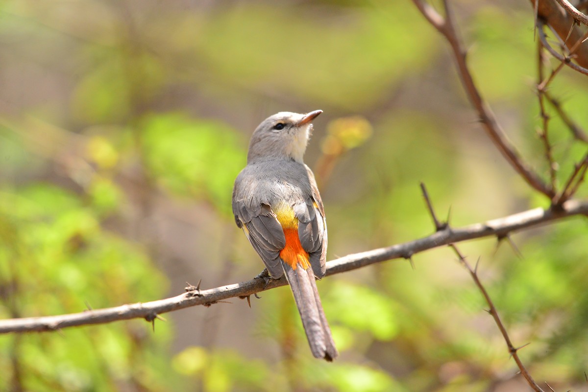 Small Minivet - ML638351473