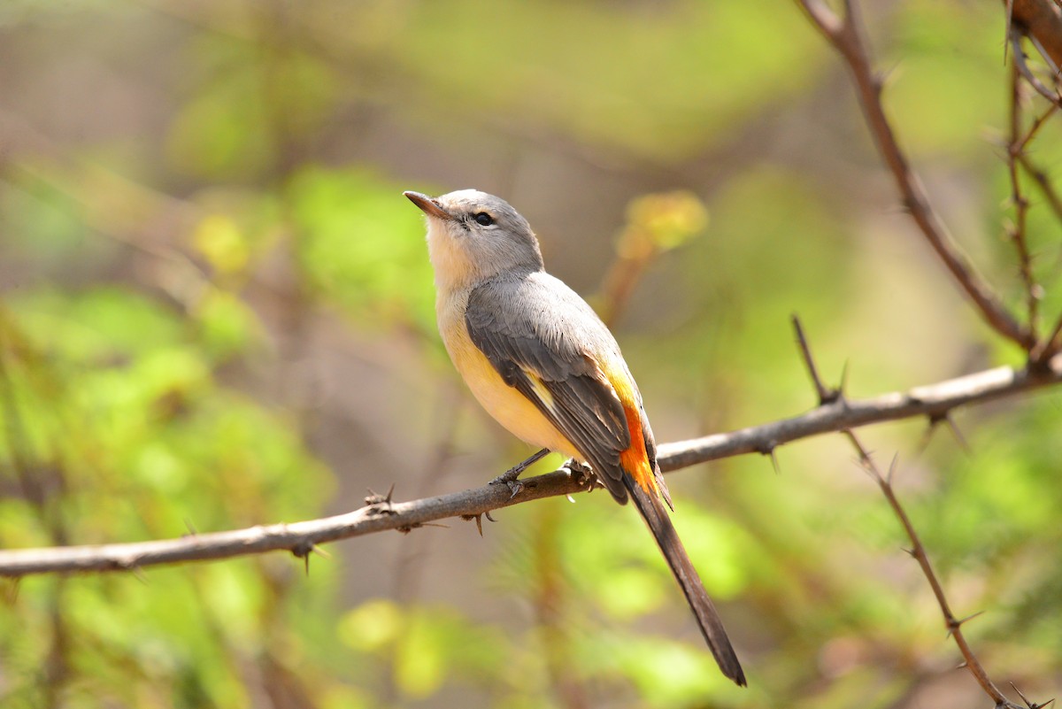 Small Minivet - ML638351474