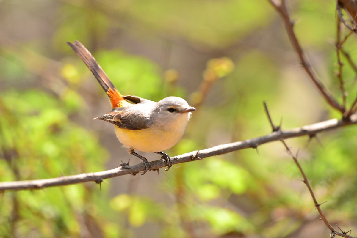 Small Minivet - ML638351475