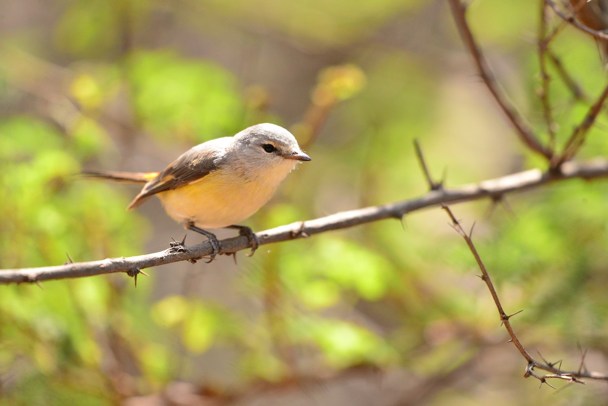 Small Minivet - ML638351476