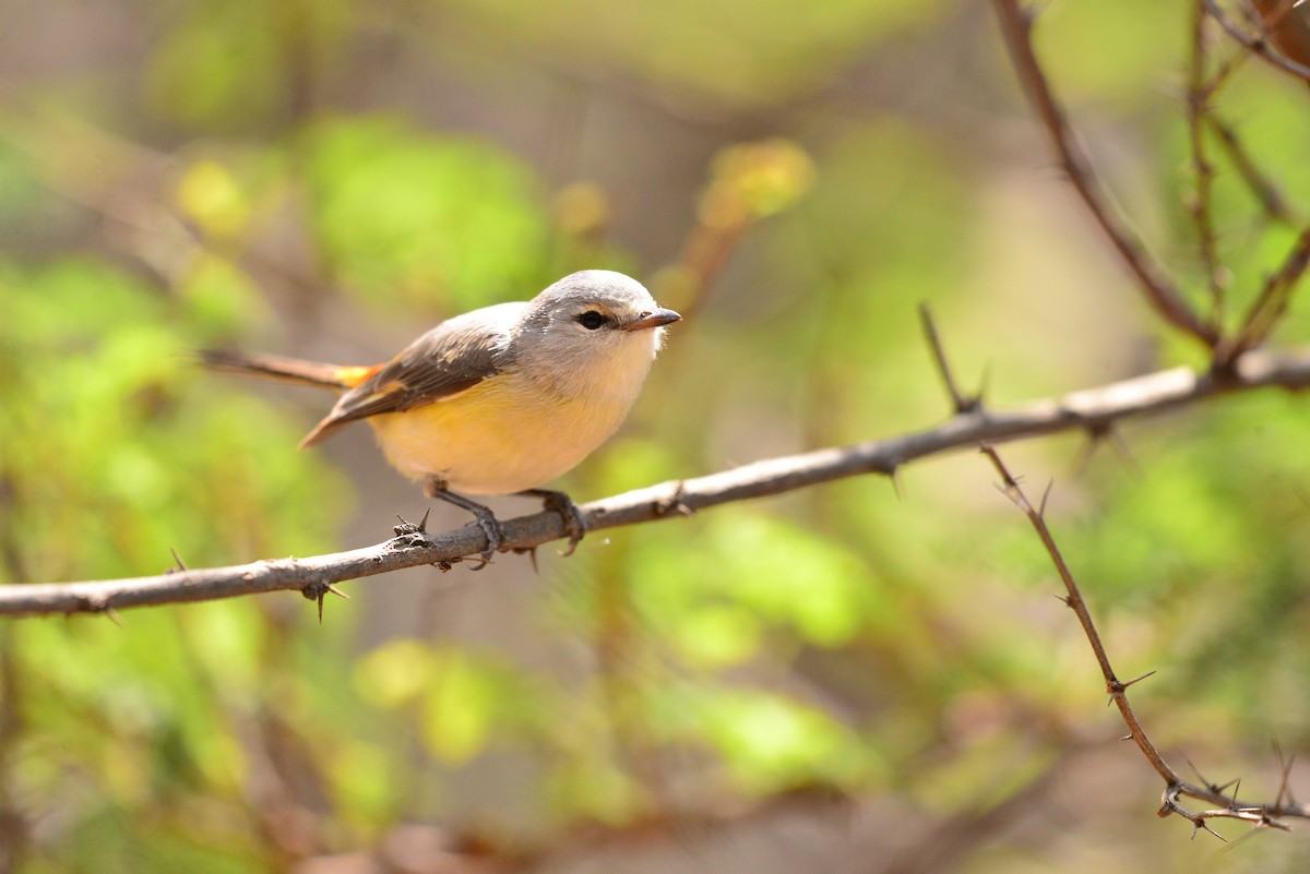 Small Minivet - ML638351477