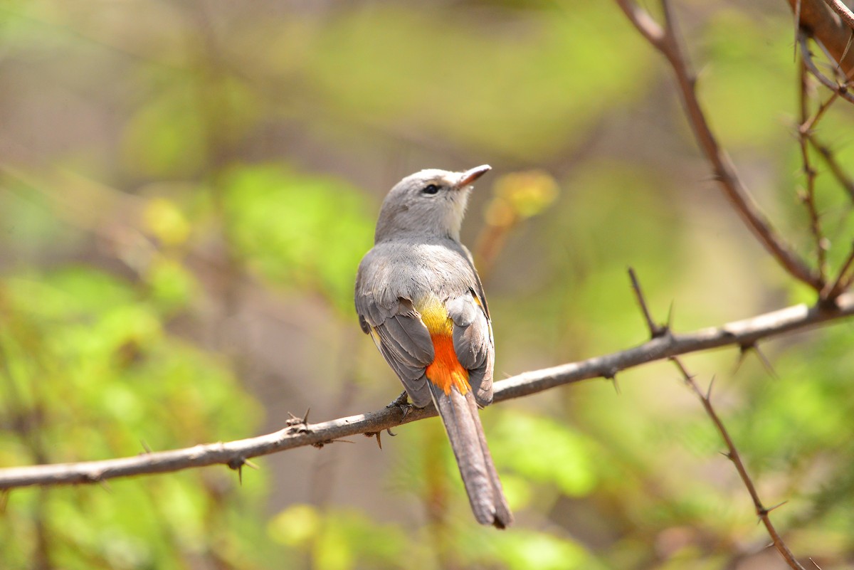 Small Minivet - ML638351479