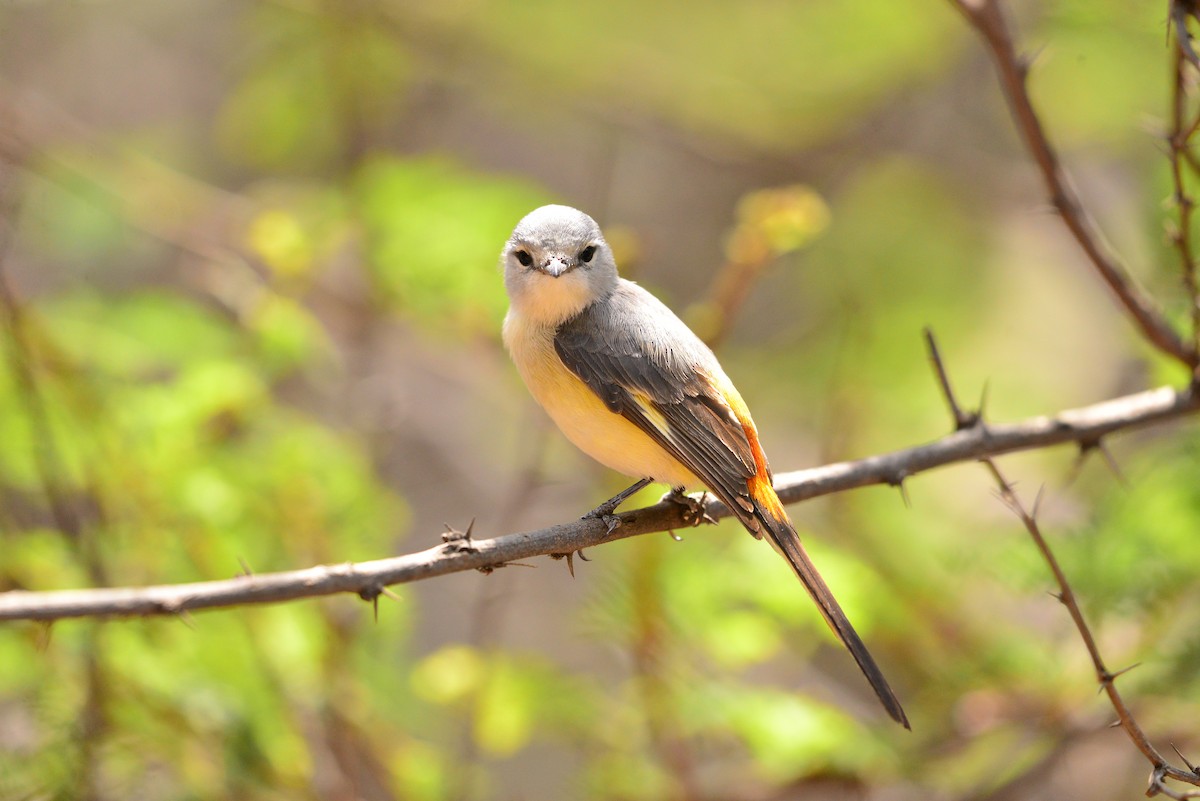 Small Minivet - ML638351480