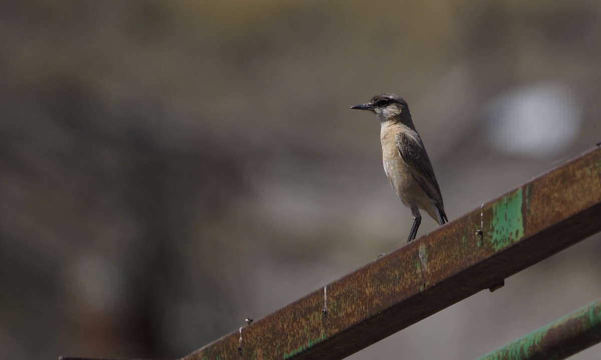 Buff-breasted Wheatear - ML638351483
