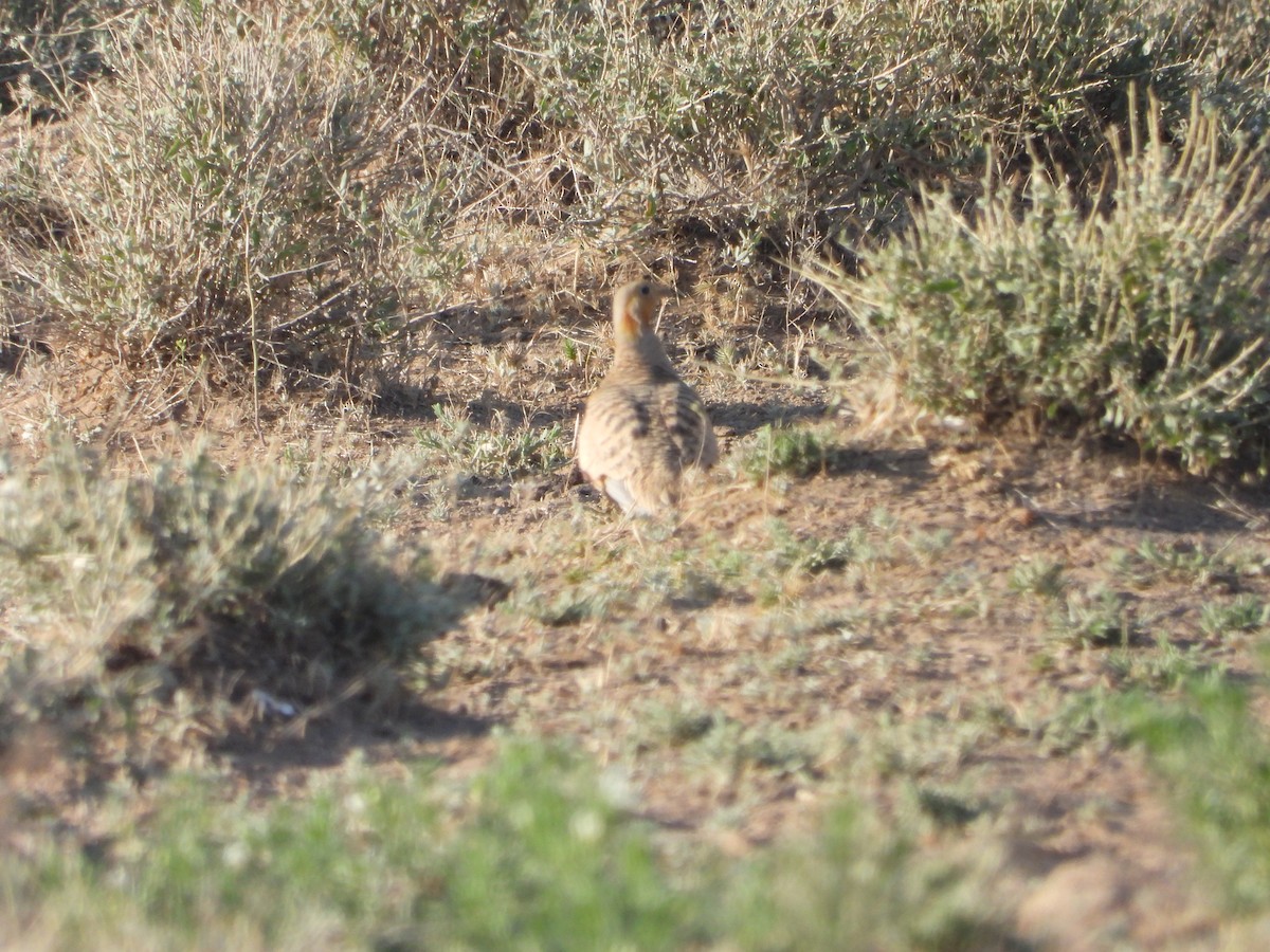 Black-bellied Sandgrouse - ML638351484