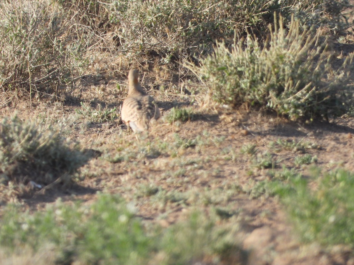 Black-bellied Sandgrouse - ML638351485