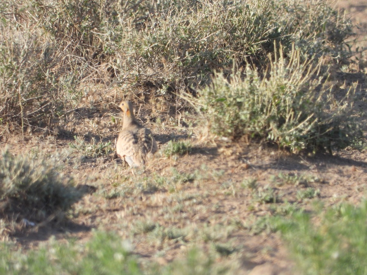 Black-bellied Sandgrouse - ML638351487