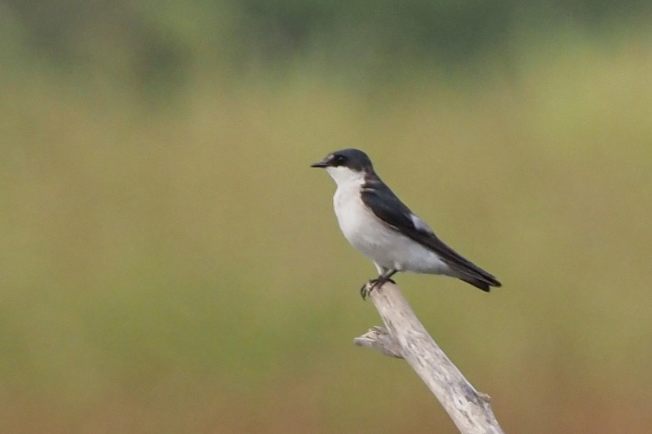 Mangrove Swallow - ML638351490