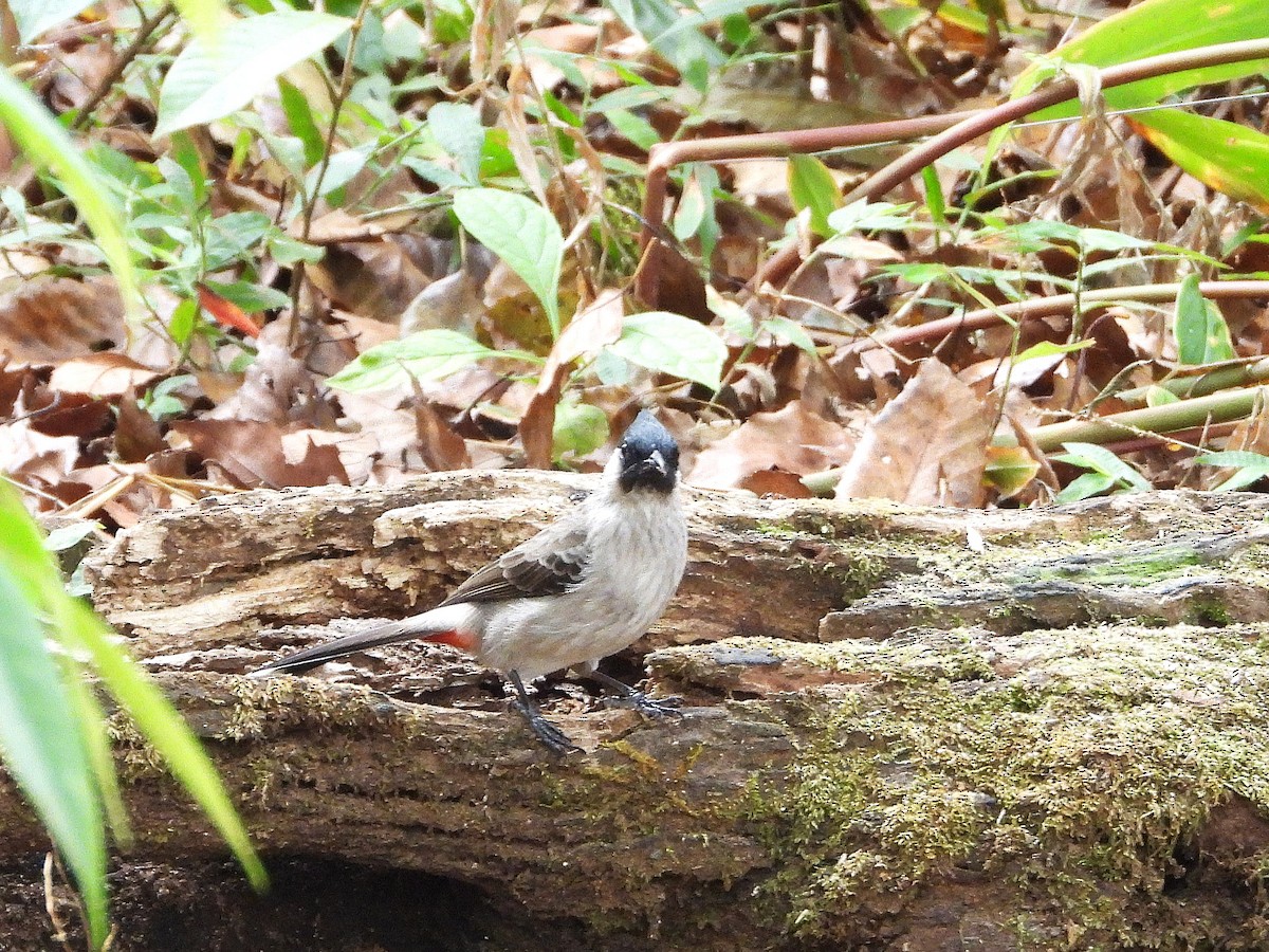 Bulbul Ventridorado - ML638351506