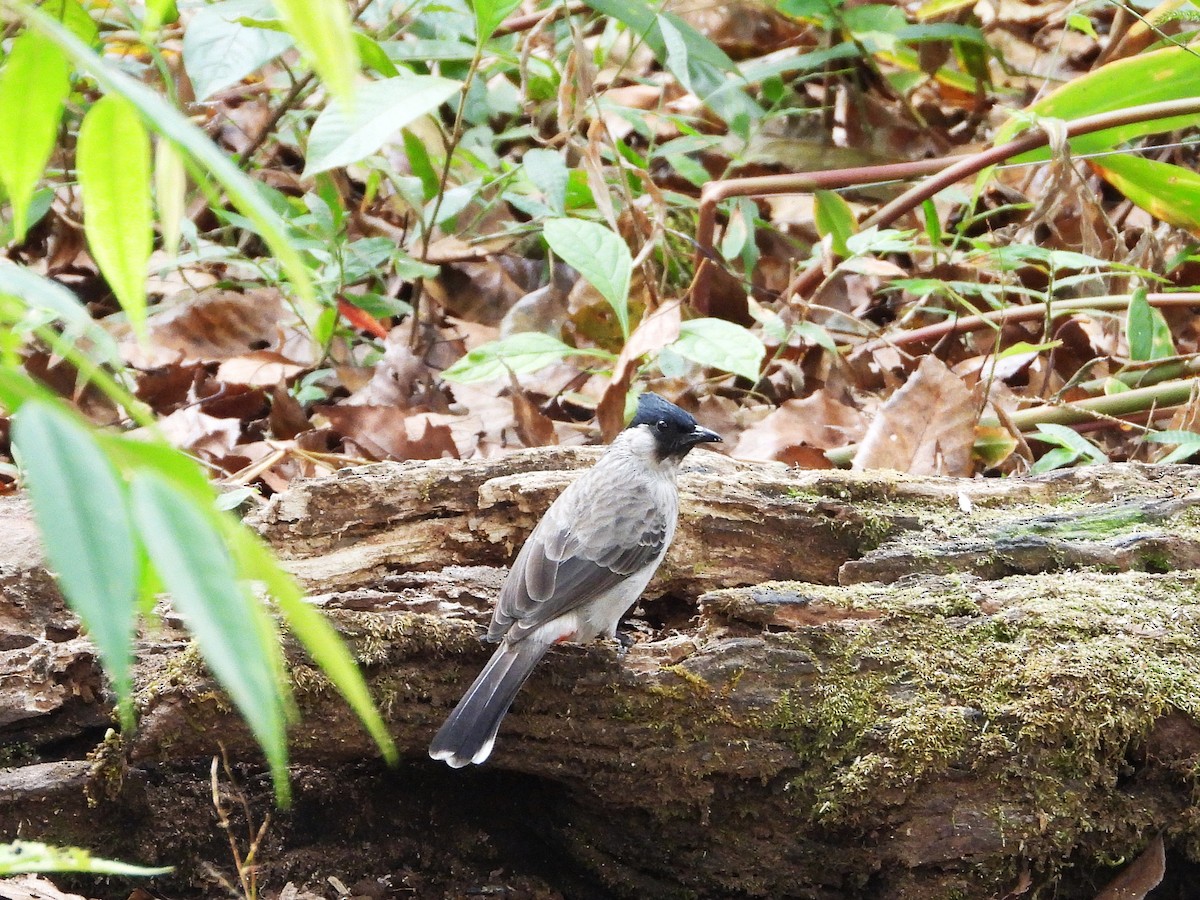 Bulbul Ventridorado - ML638351507