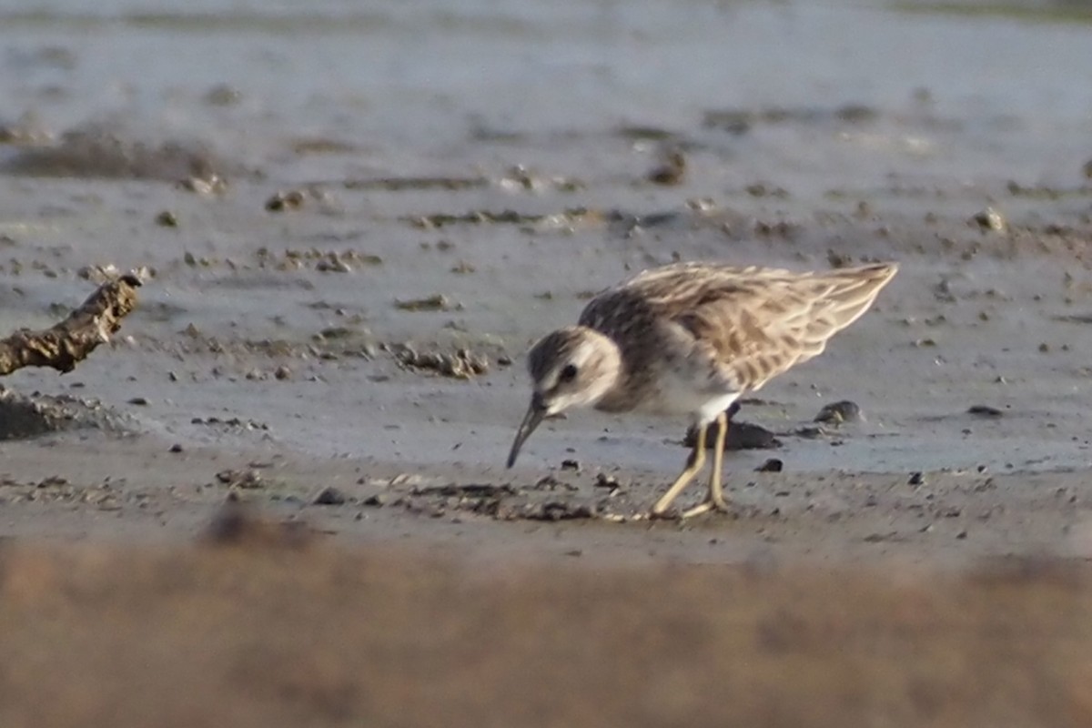 pygmésnipe - ML638351508