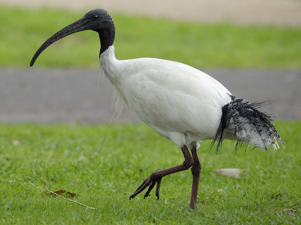 Australian Ibis - ML638351521