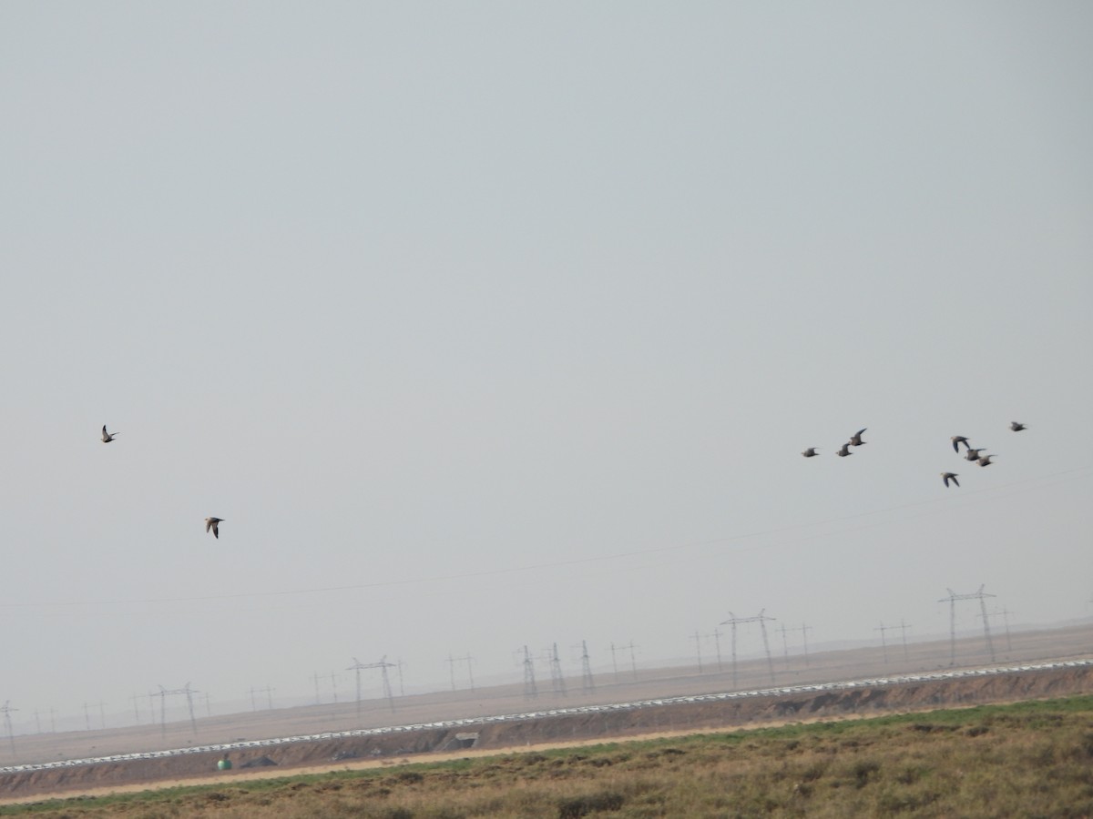 Black-bellied Sandgrouse - ML638351523