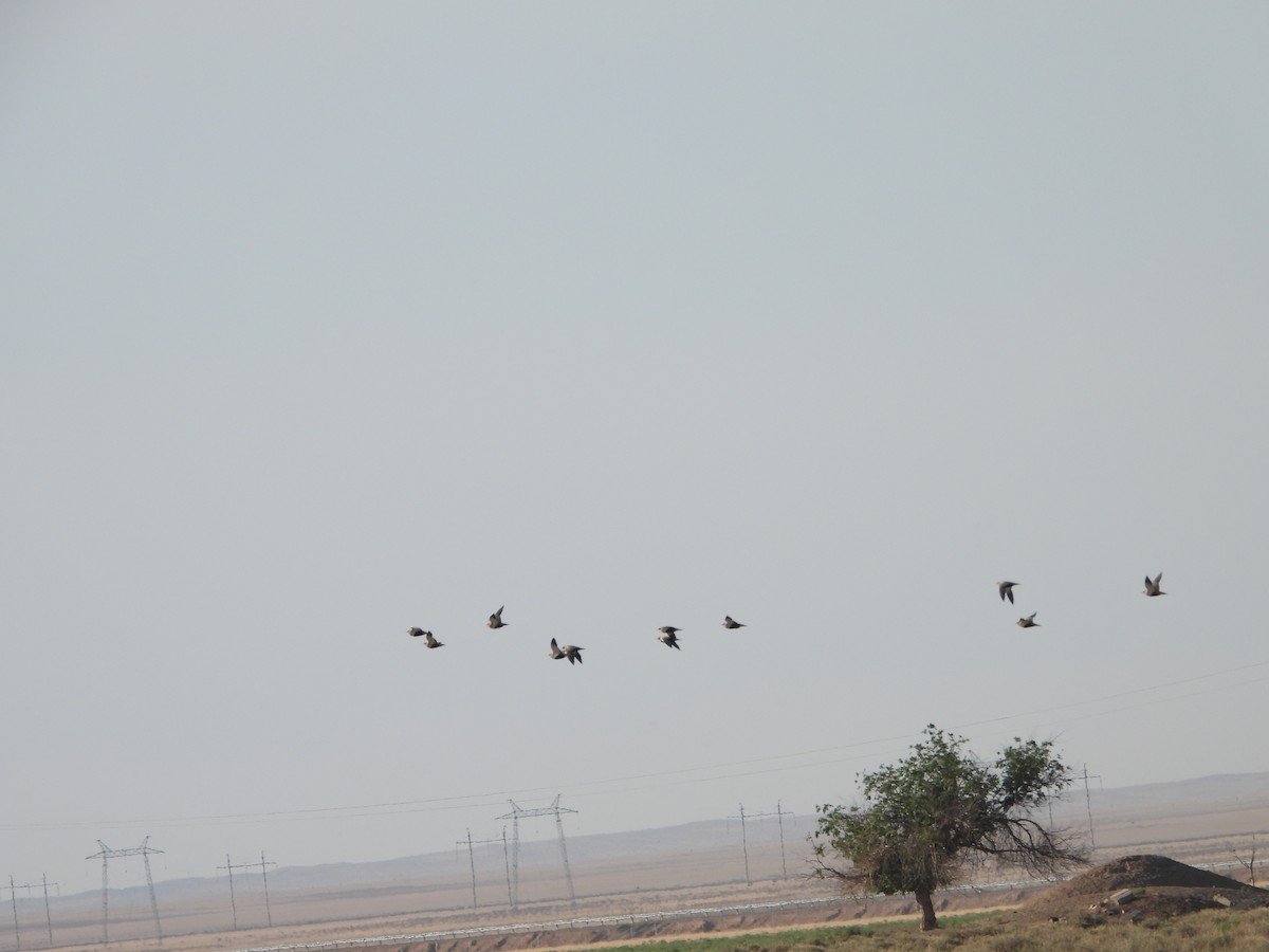Black-bellied Sandgrouse - ML638351525