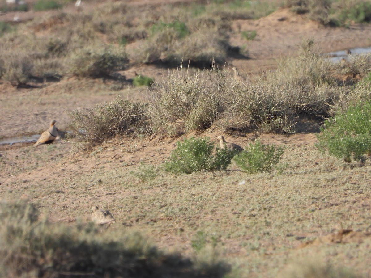 Black-bellied Sandgrouse - ML638351526