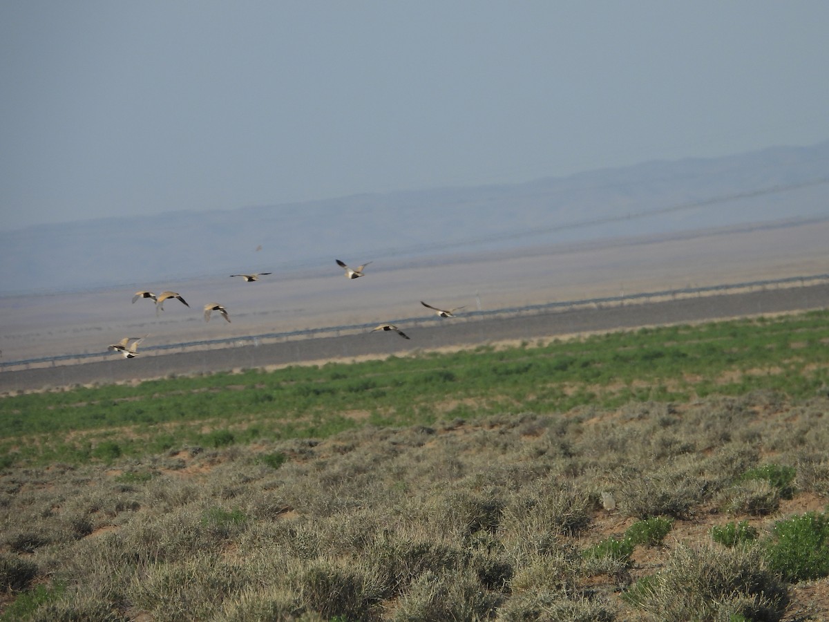 Black-bellied Sandgrouse - ML638351527
