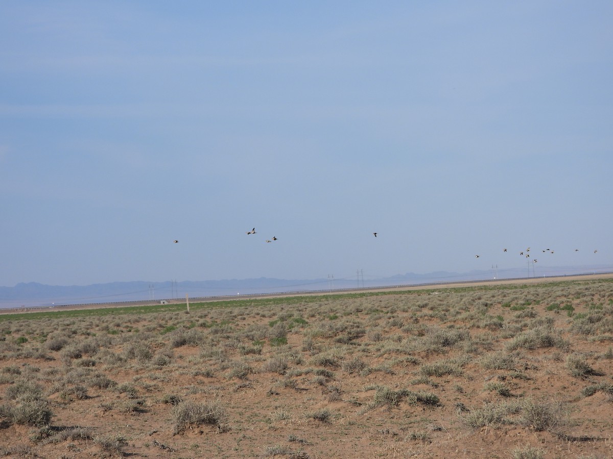 Black-bellied Sandgrouse - ML638351528