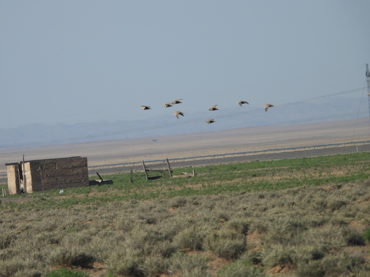 Black-bellied Sandgrouse - ML638351529