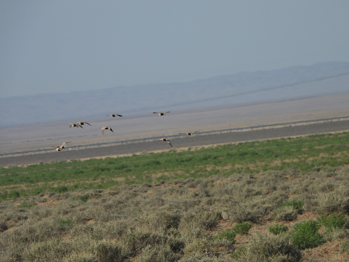 Black-bellied Sandgrouse - ML638351530