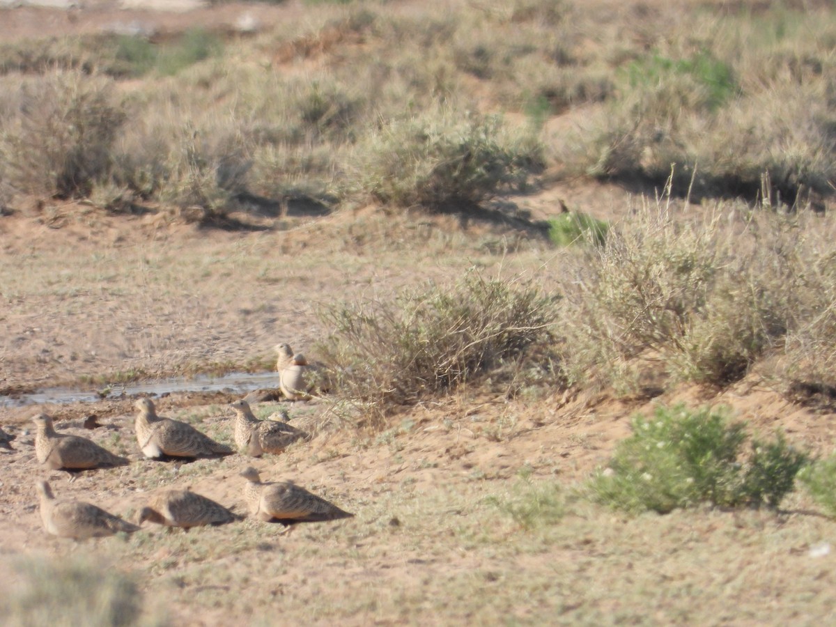 Black-bellied Sandgrouse - ML638351531