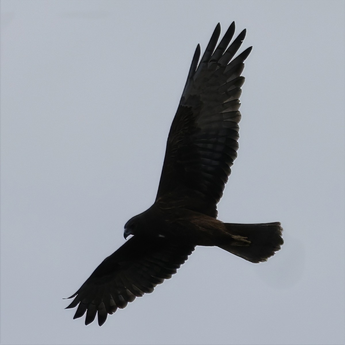 australsivhauk - ML638351562