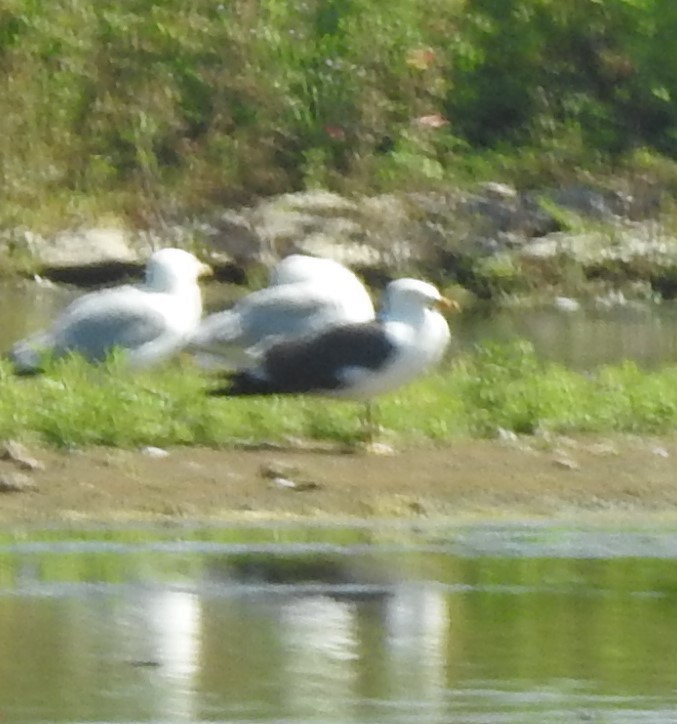 Lesser Black-backed Gull - ML638351581