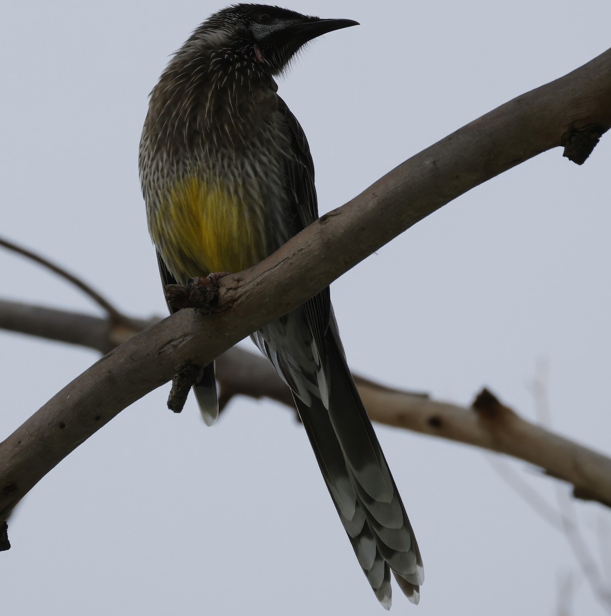 Red Wattlebird - ML638351585