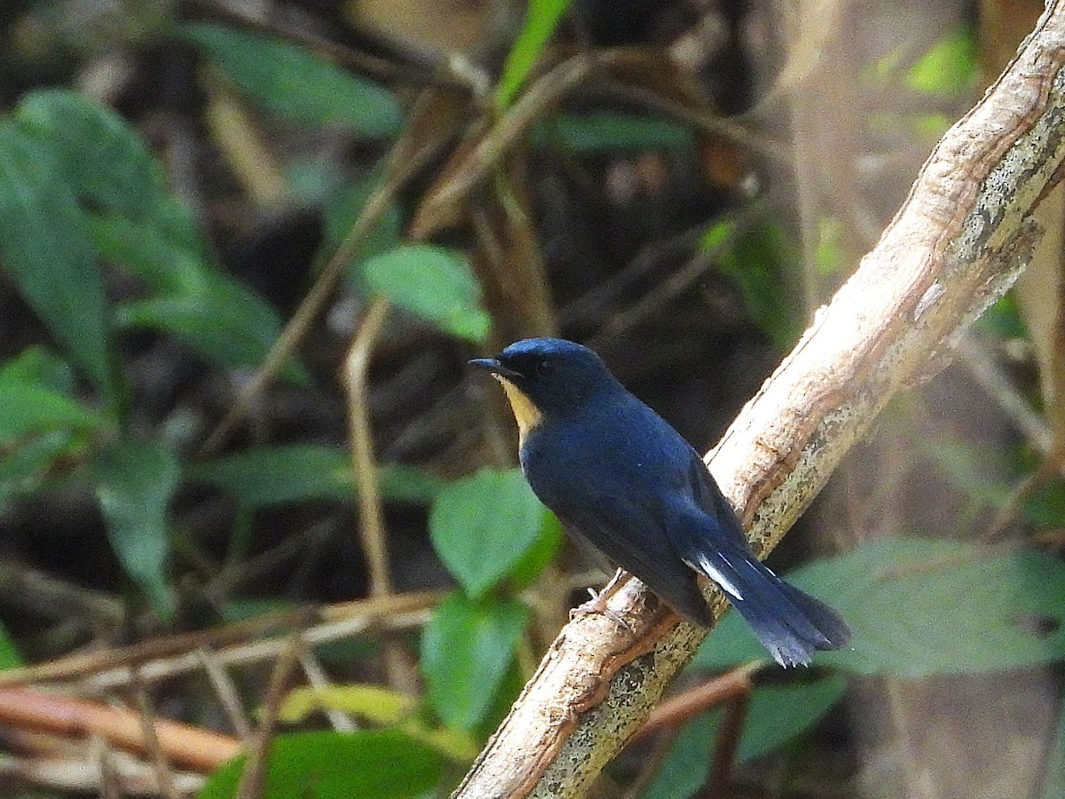 Slaty-blue Flycatcher - ML638351587