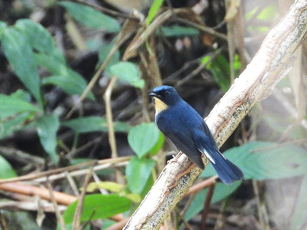 Slaty-blue Flycatcher - ML638351589