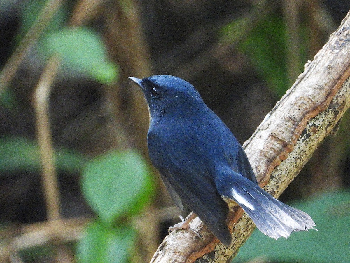 Slaty-blue Flycatcher - ML638351590