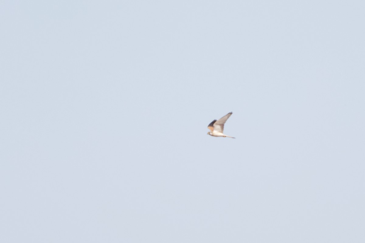 Nankeen Kestrel - ML638351626