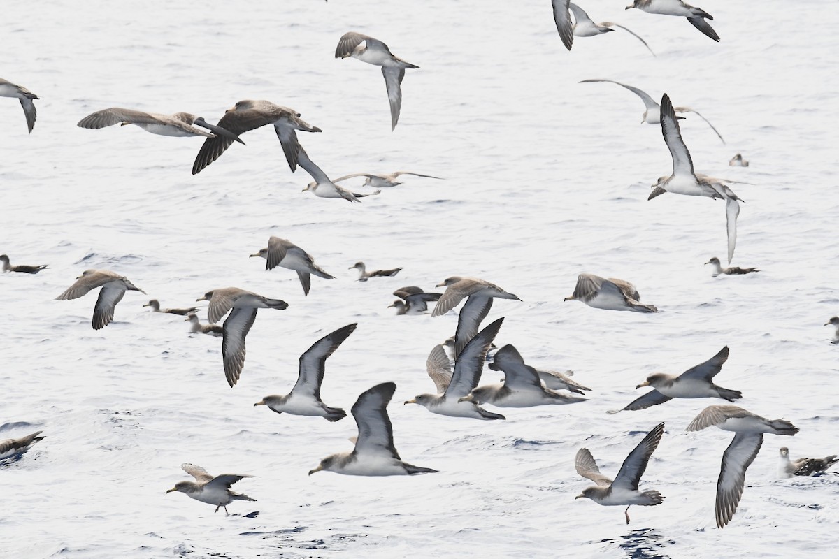 Cory's Shearwater - ML638351646
