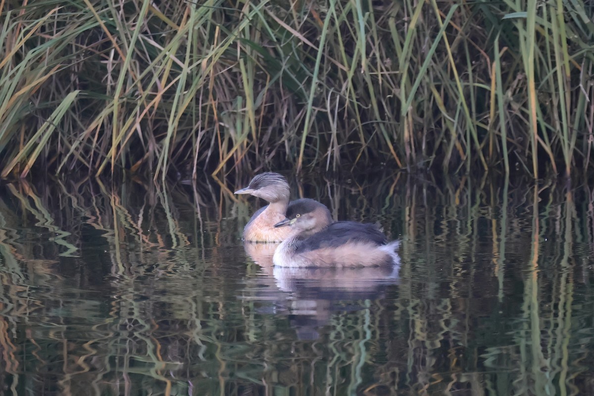 Australasian Grebe - ML638351648