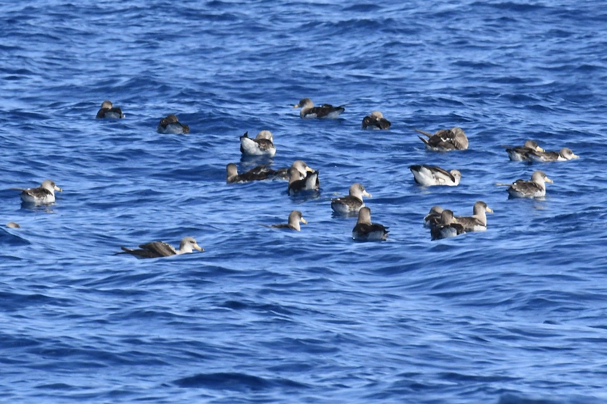 Cory's Shearwater - ML638351677