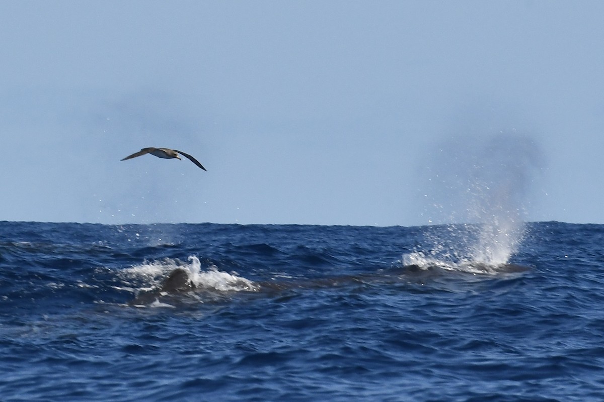 Cory's Shearwater - ML638351678