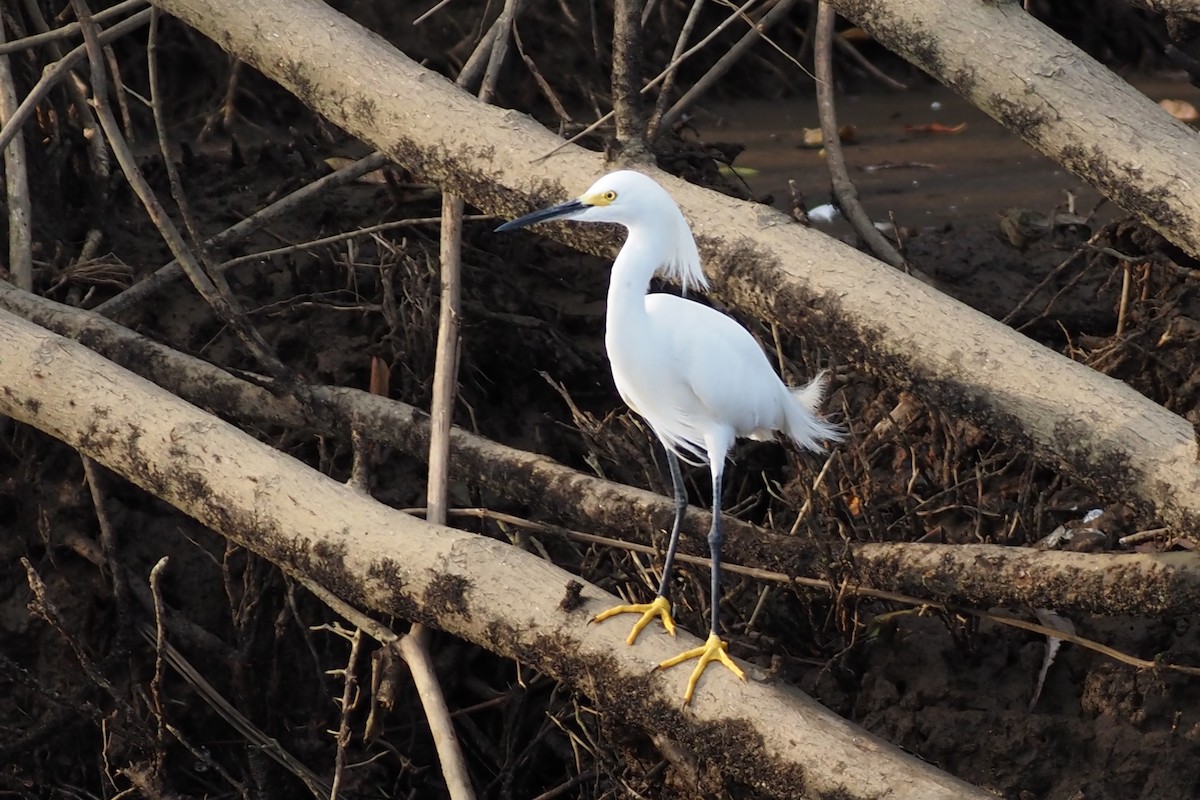 Aigrette neigeuse - ML638351683